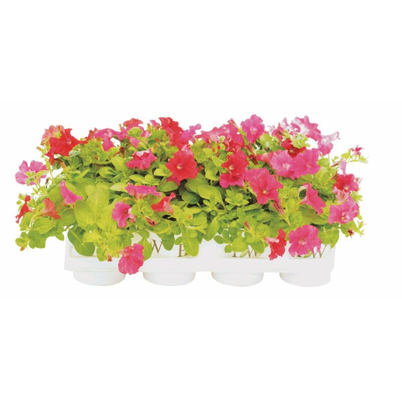 H-E-B 6" Petunia