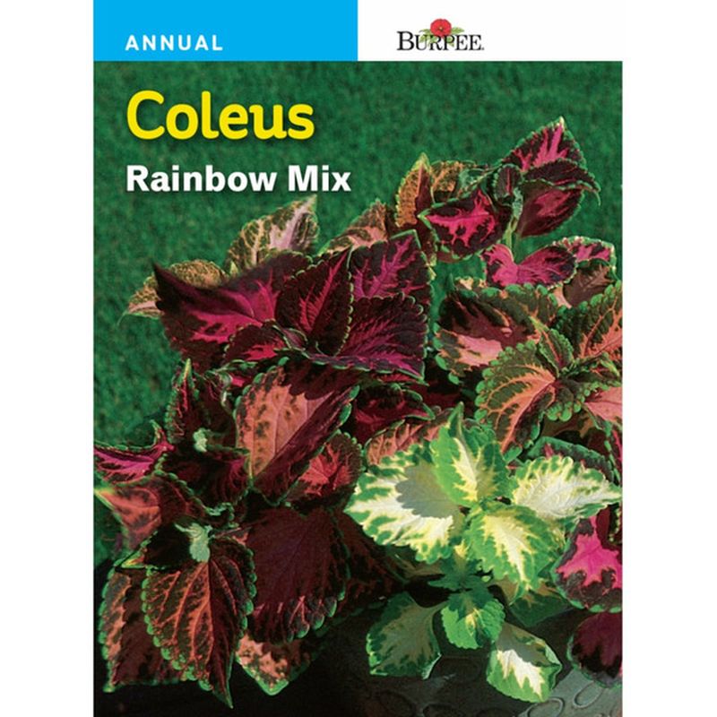 Burpee Rainbow Mix Coleus Seeds
