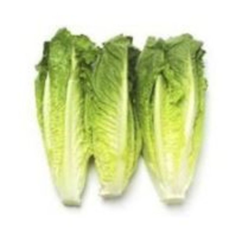 artisan romaine lettuce