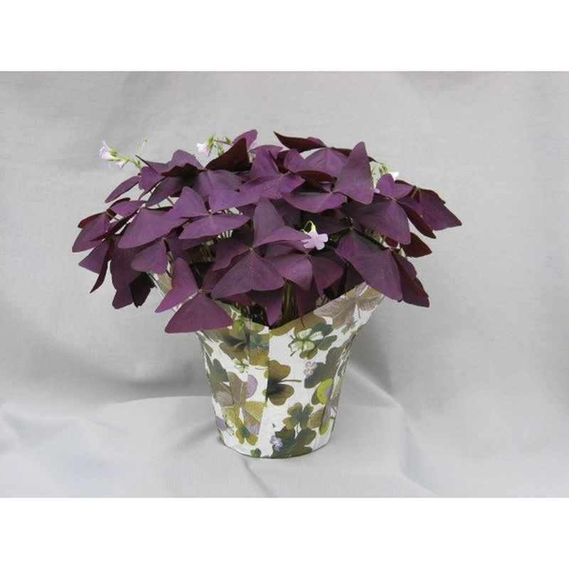 FLORAL 6" Oxalis Plant