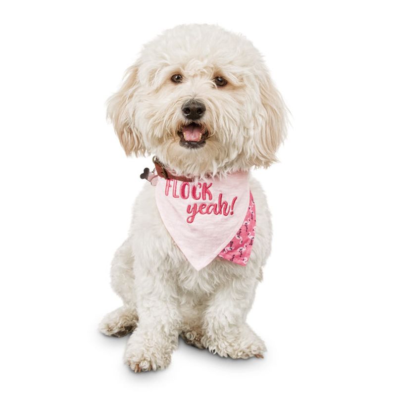 Bond & Co. Small to Medium Palm Spring Flock Yeah Bandanna