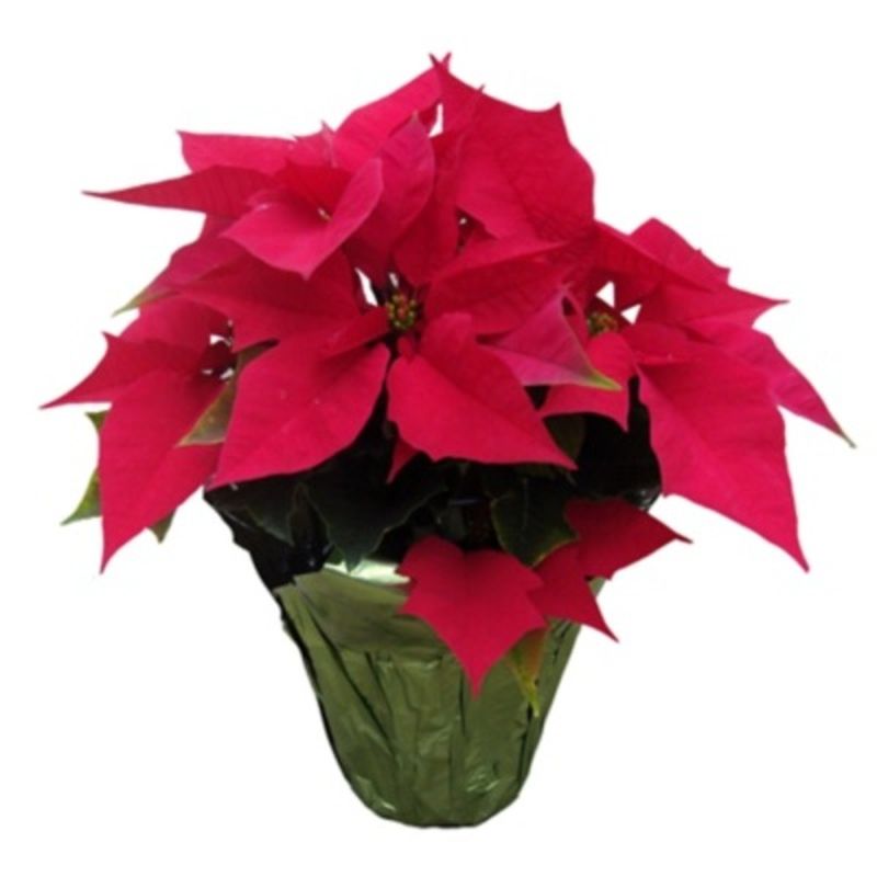 6" Poinsettia