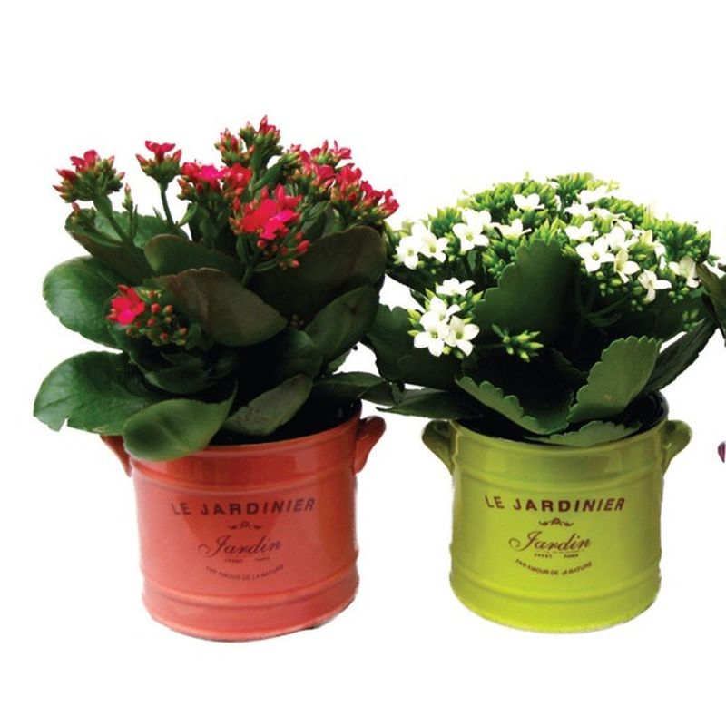 4.5" Kalanchoe