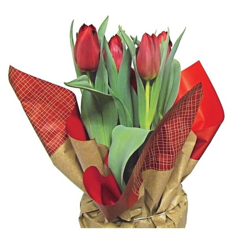 Blooming Tulips