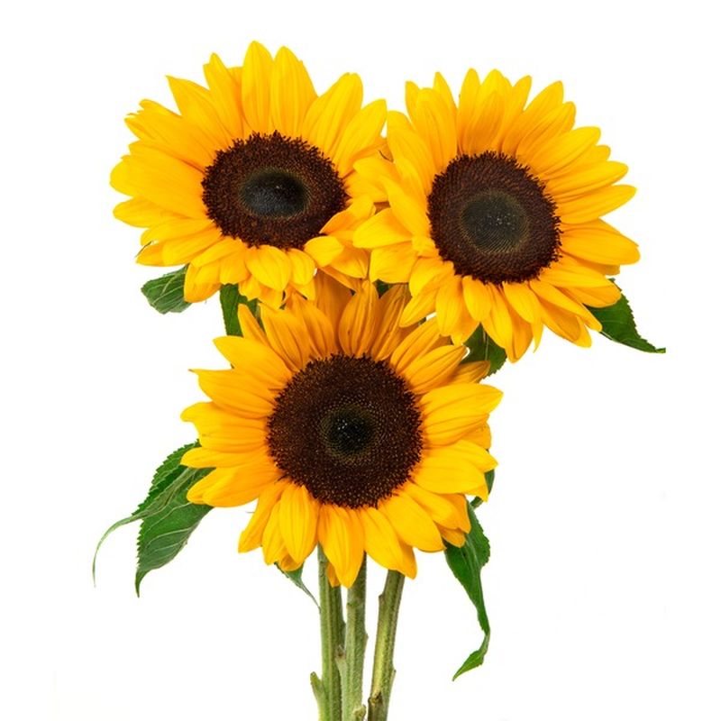 3 Stem Floral Sunflower (each) Delivery or Pickup Near Me