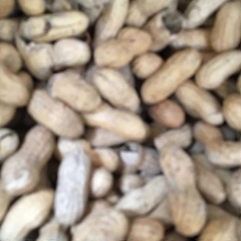 Jumbo Roasted Peanuts in Shells (per lb) Instacart