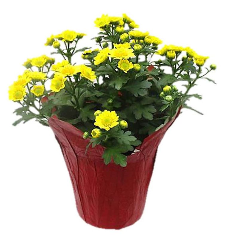 4.5" Assorted Mums