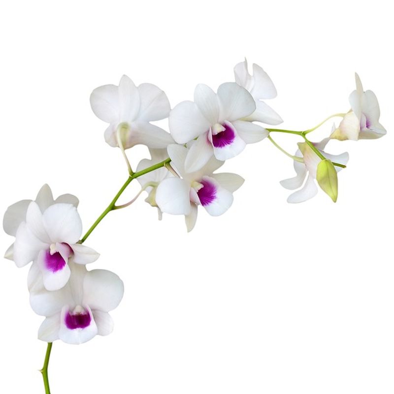 Debi Lilly 4" White Orchid In Clay Pot (each) Instacart