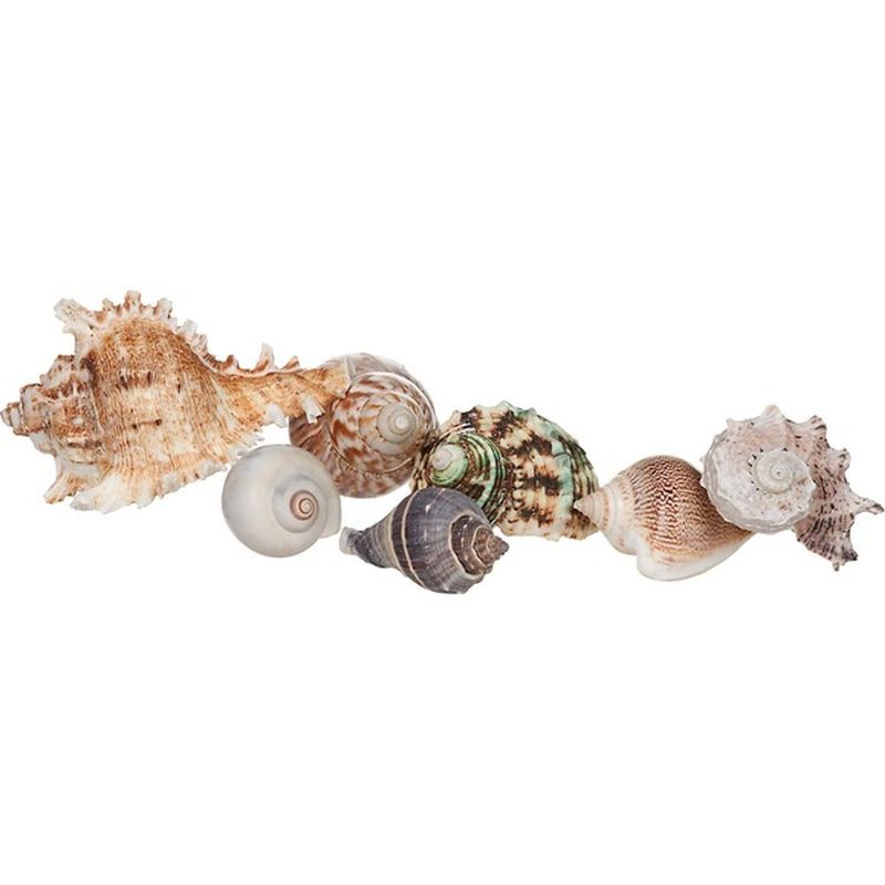 Zoo Med Fancy Hermit Crab Shells (24 oz) - Instacart