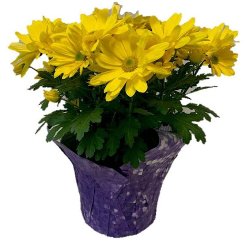 6.5" Assorted Mums