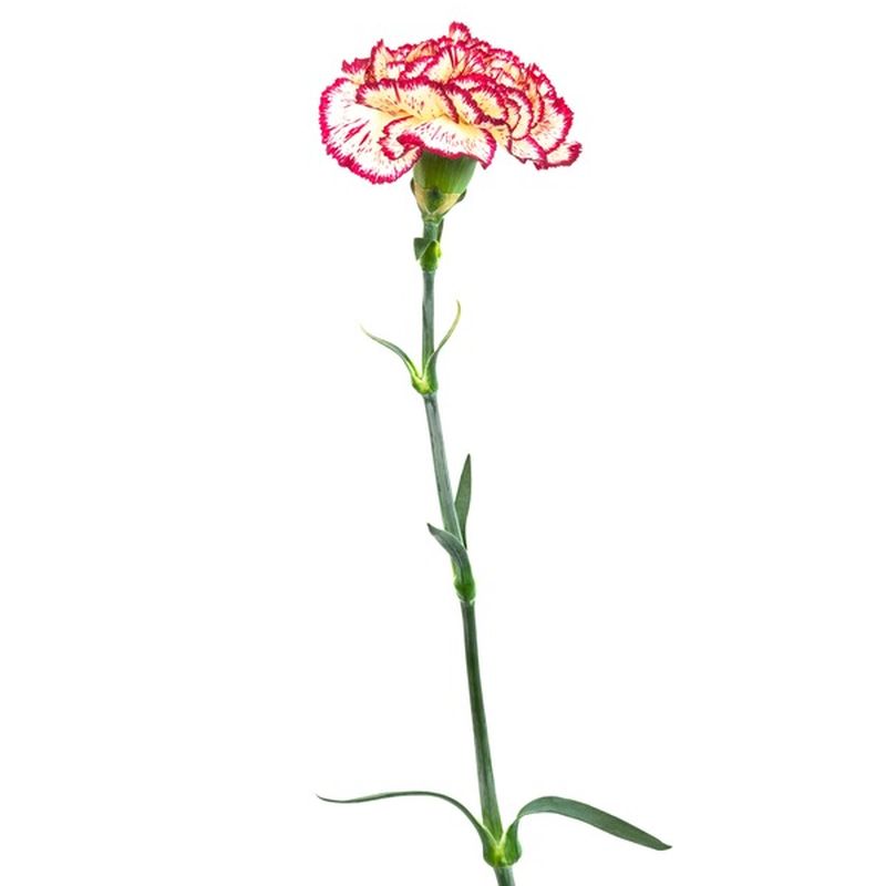 Single Stem Carnation (each) Instacart