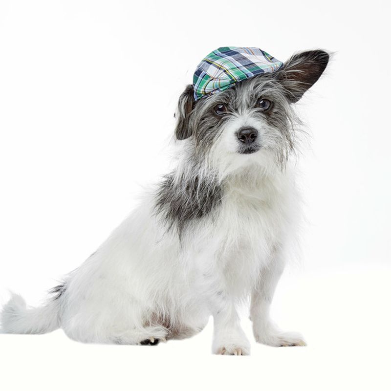Ssh Medium/Large Orange/Black Plaid Newsboy Cap
