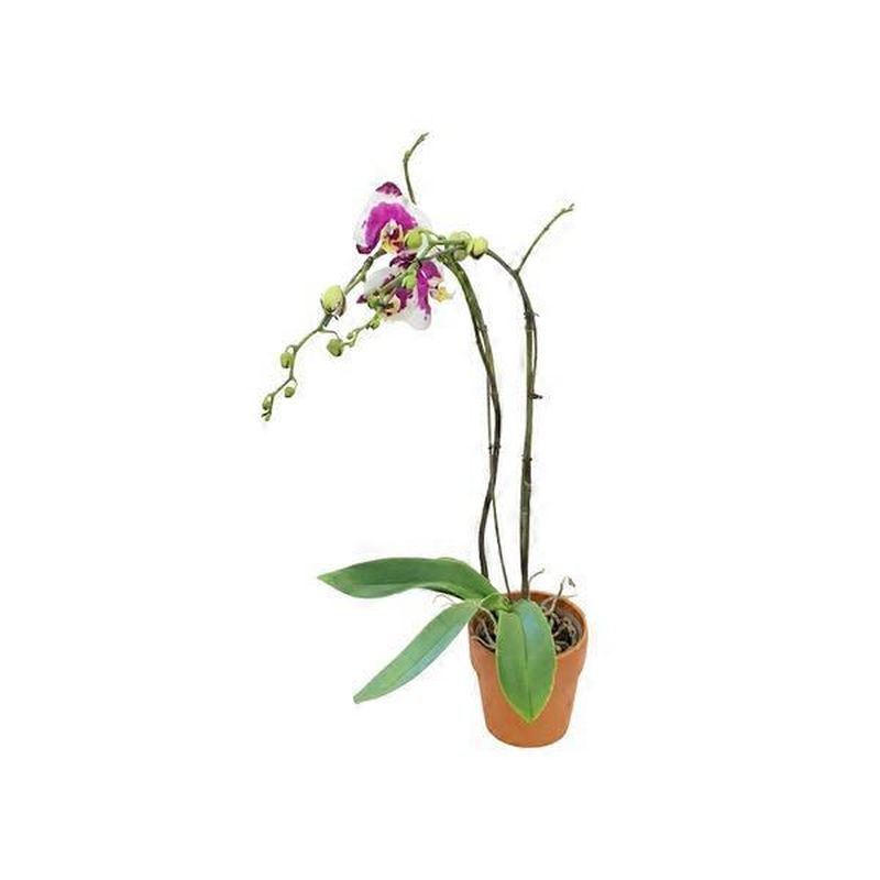 Debi Lilly 6" Phalaenopsis Orchid (each) Instacart