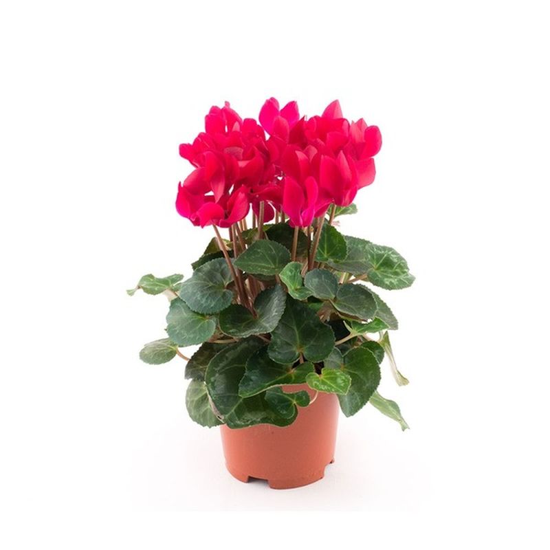 Len Busch Roses 4.5" Cyclamen Plant