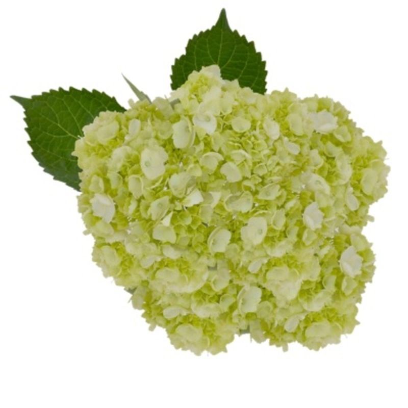 Debi Lilly Mini Green Hydrangea