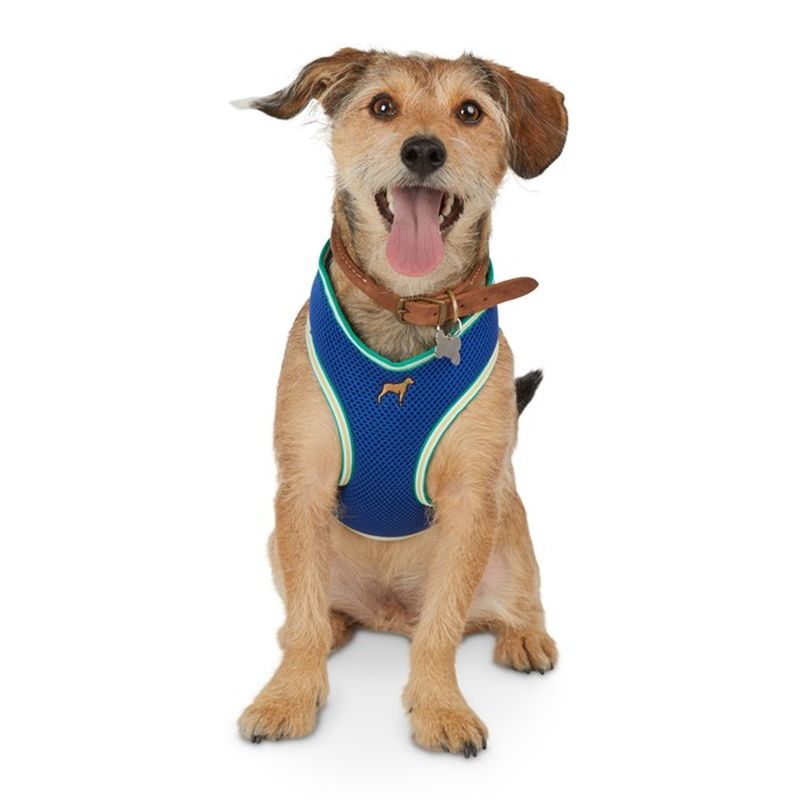bond & co small dog harness