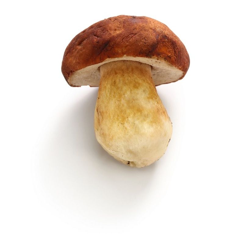 Mushroom Cep