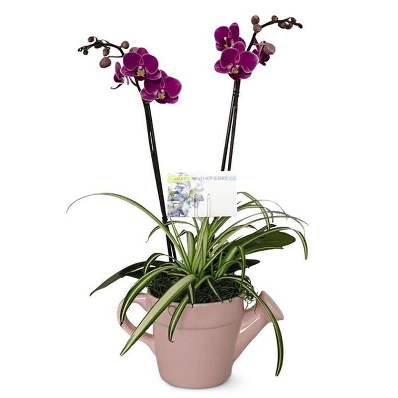 Double Garden Orchid Plant