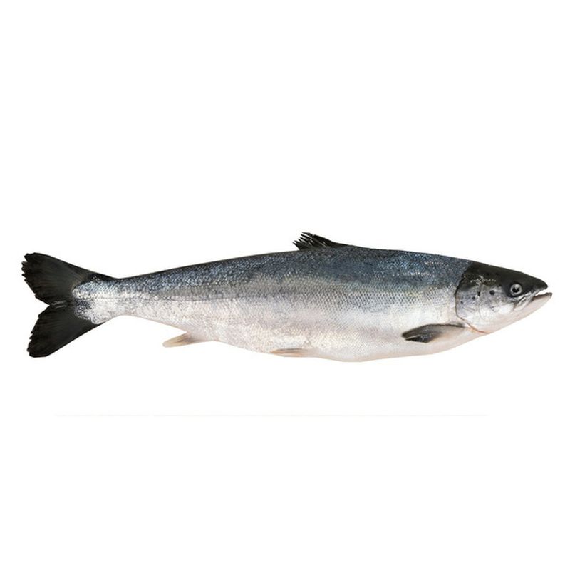 Salmon Whole Farm Raised