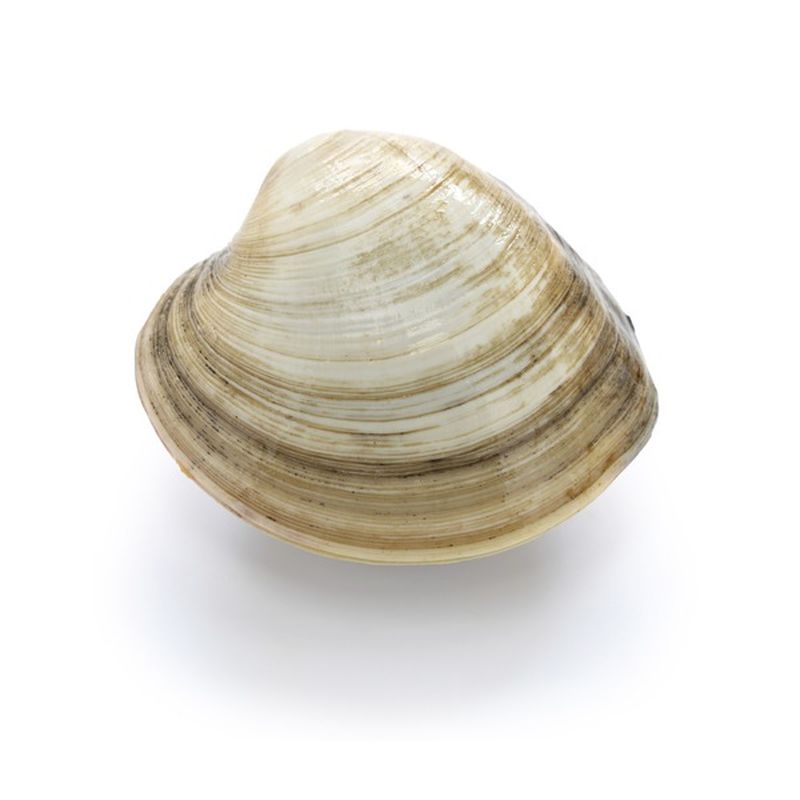 Fresh Wild Caught Quahog Clams (10 lb) Instacart