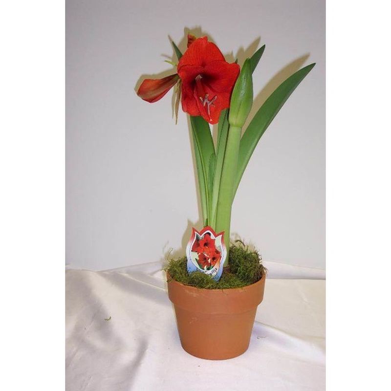 Van Hoekelen 6" Amaryllis In Clay
