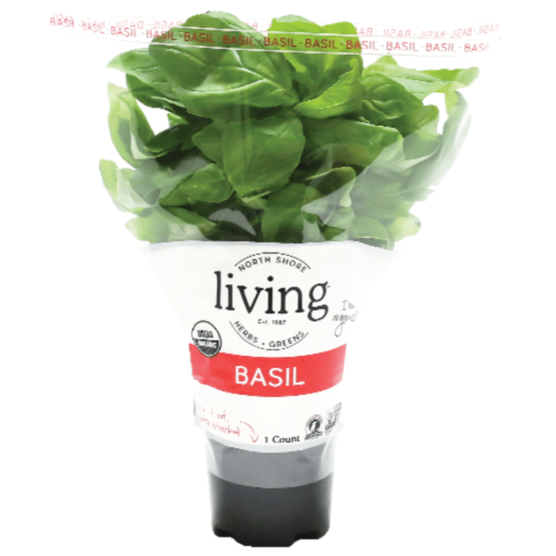 North Shore Organic Living Potted Basil