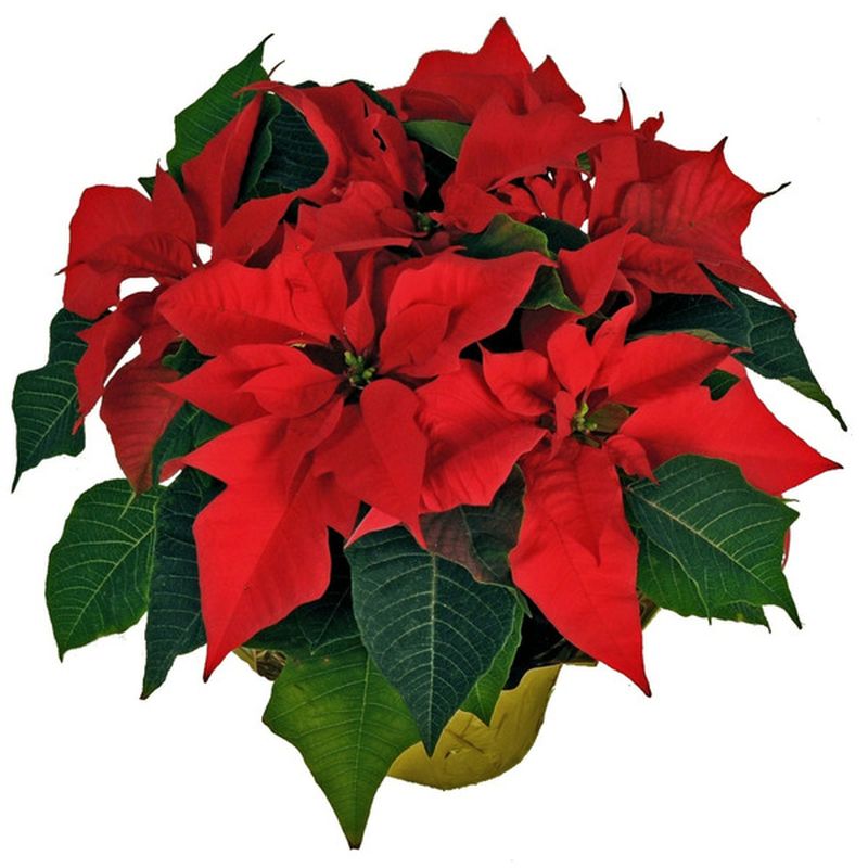 6" Poinsettia
