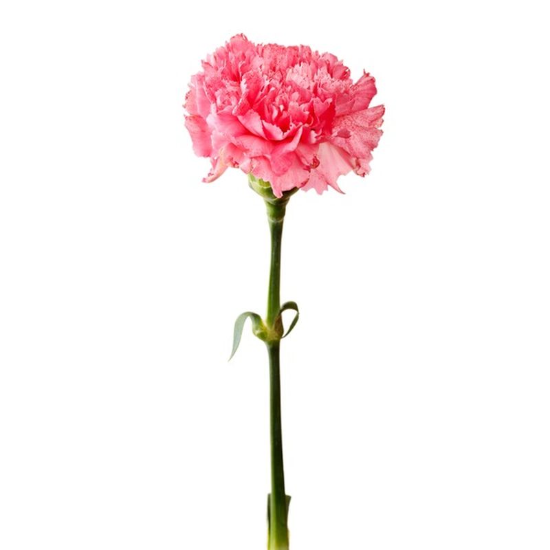 Carnations (1 ct) - Instacart