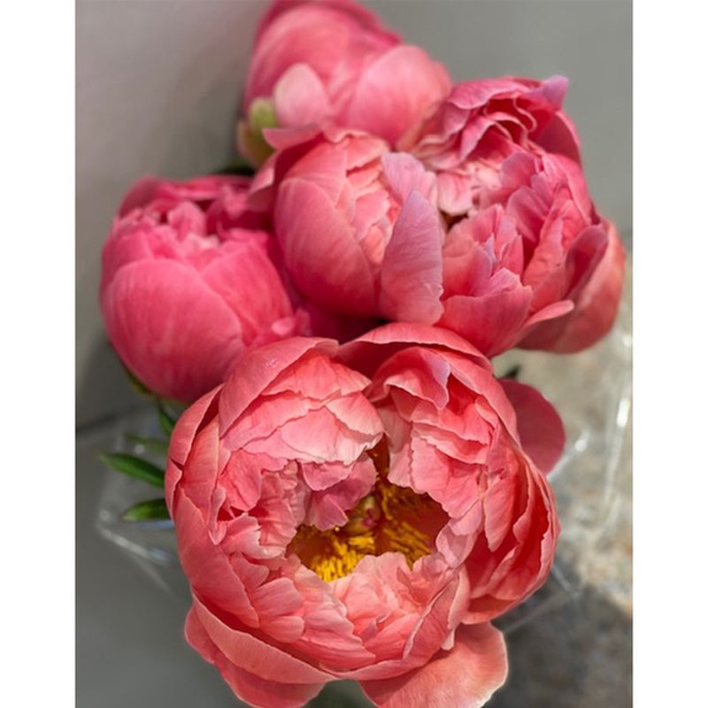 Ct Valley Growers Peony 5 Stem Bunch