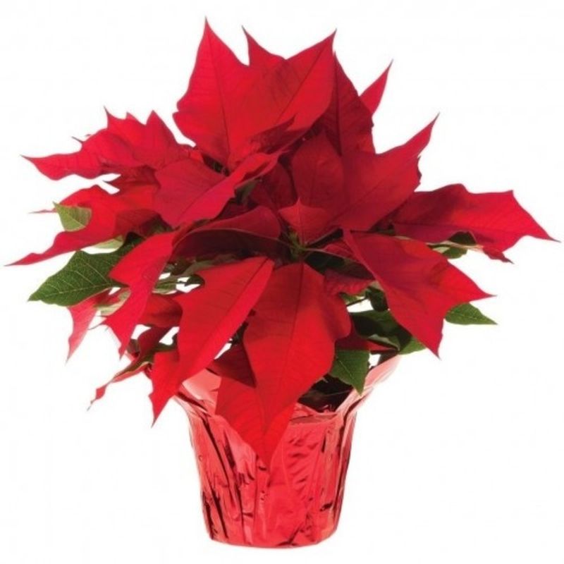 6" Poinsettia