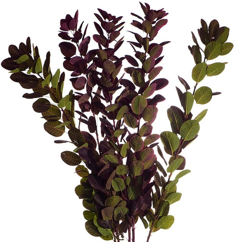 Whole Foods Market 5 Stem Smokebush