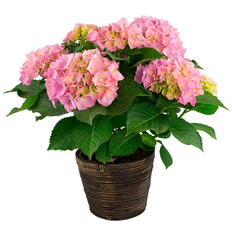 6" Hydrangea