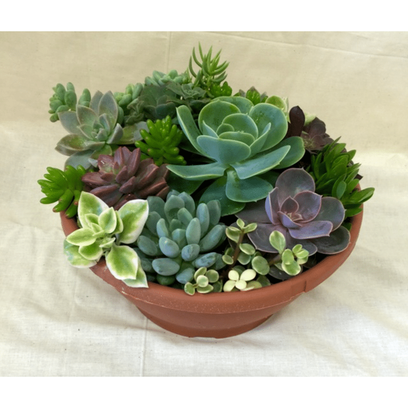 Mccahon 10" Round Succulent Planter Bowl Garden