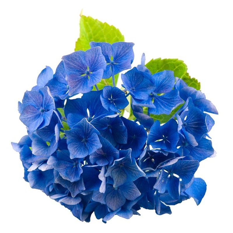 Debi Lilly Market Bunch Hydrangea (each) - Instacart