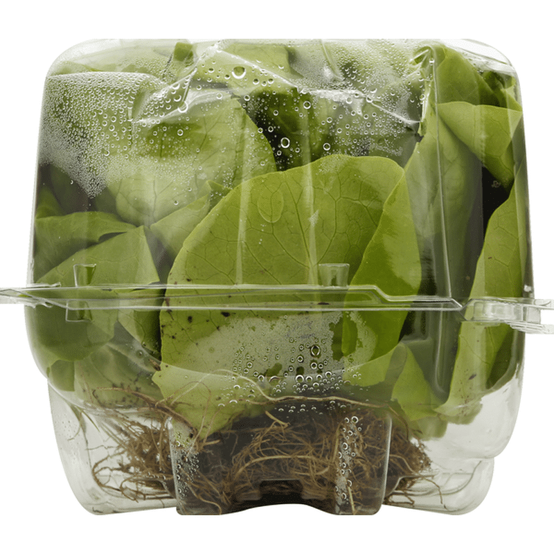 Live Gourmet Living Butter Lettuce (5 oz container) Instacart