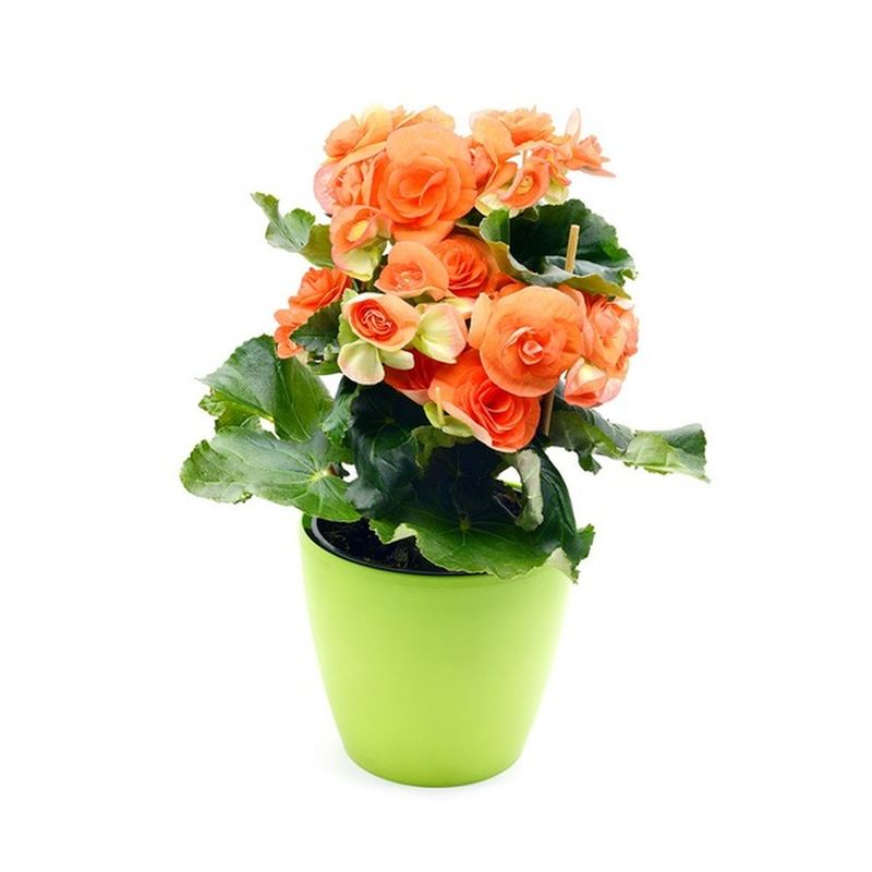6 Inch Begonia