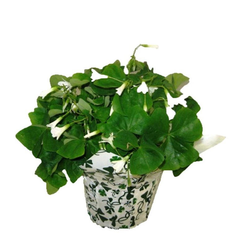 Red Oak Greenhouse 6" Oxalis Potted Plant