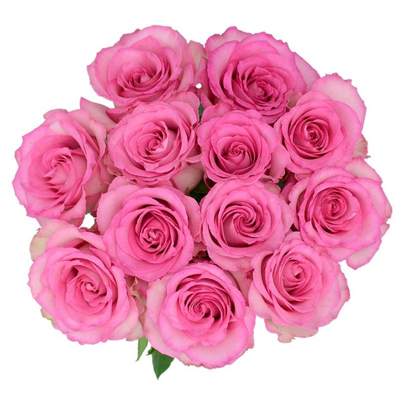 Debi Lilly Pink Roses (12 stem bouquet) - Instacart