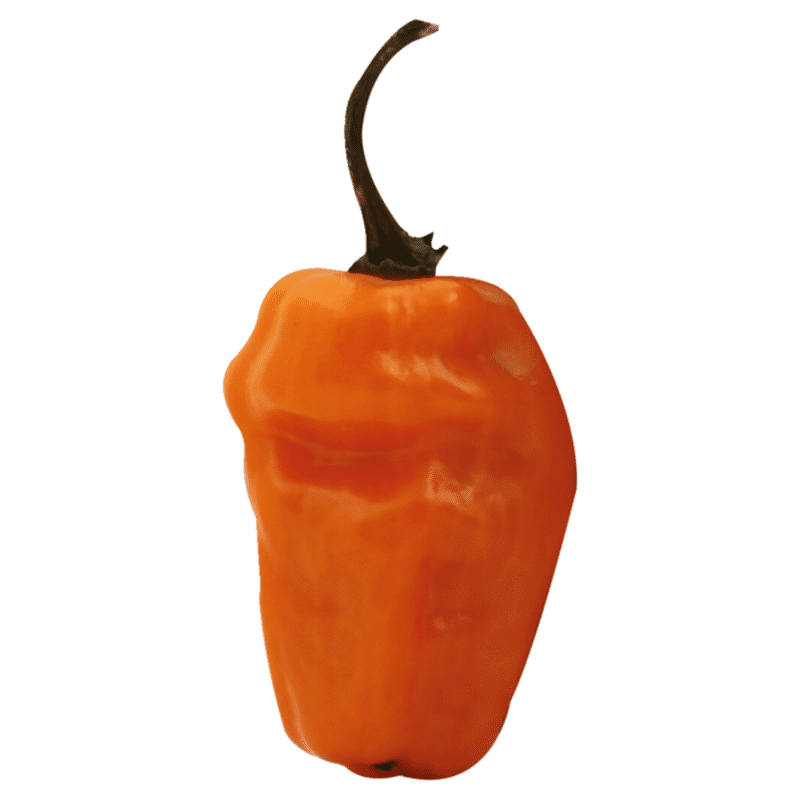 Habanero Pepper