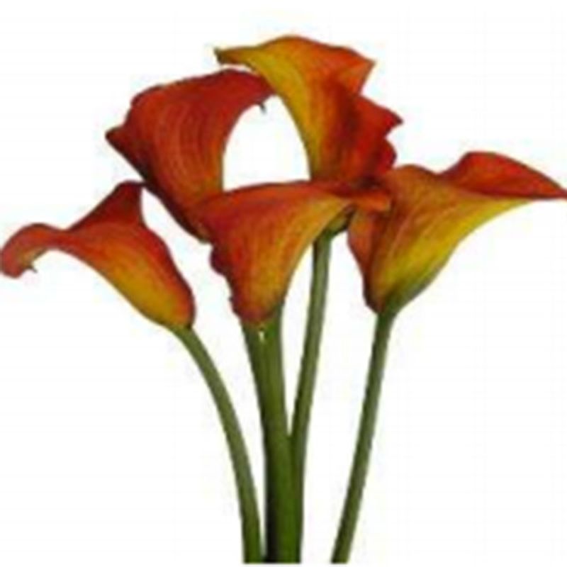 Mini Calla Lily
