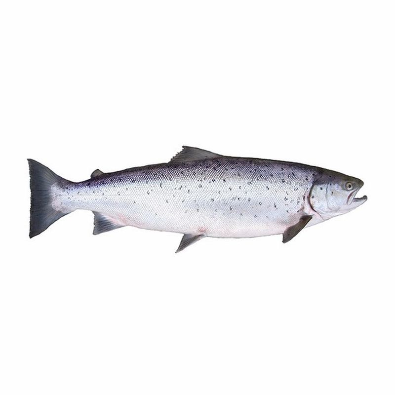 Fresh Atlantic Salmon Fish
