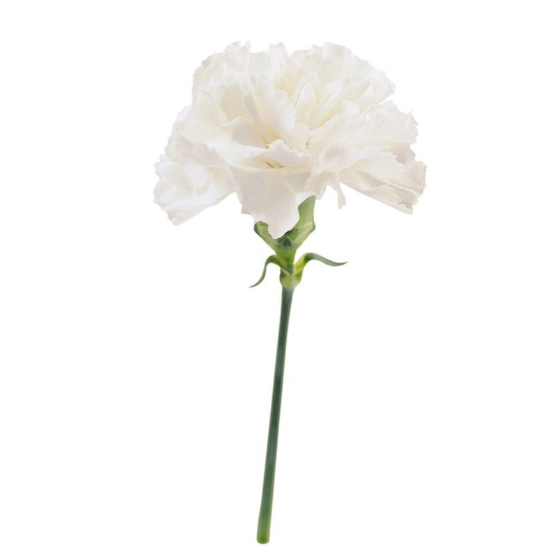 white carnations