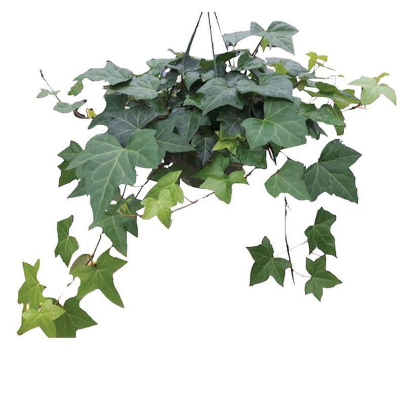 Plants
