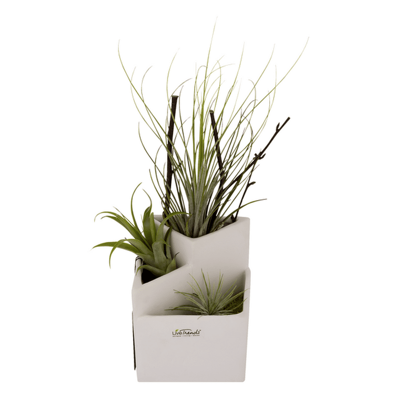 SB 5" Layer Air Plant