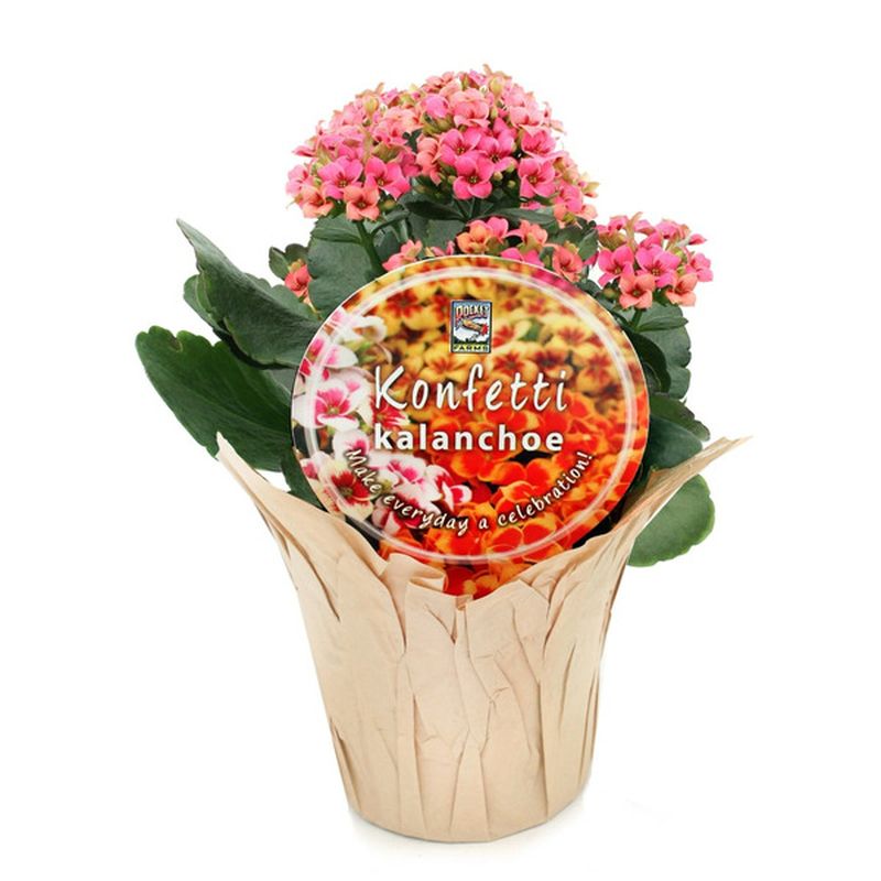 4" Konfetti Kalanchoe in Pot Cover