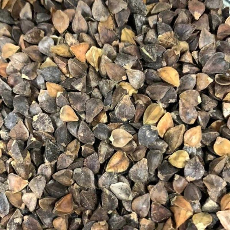 Organic Buckwheat Seeds for Sprouting (per lb) Instacart
