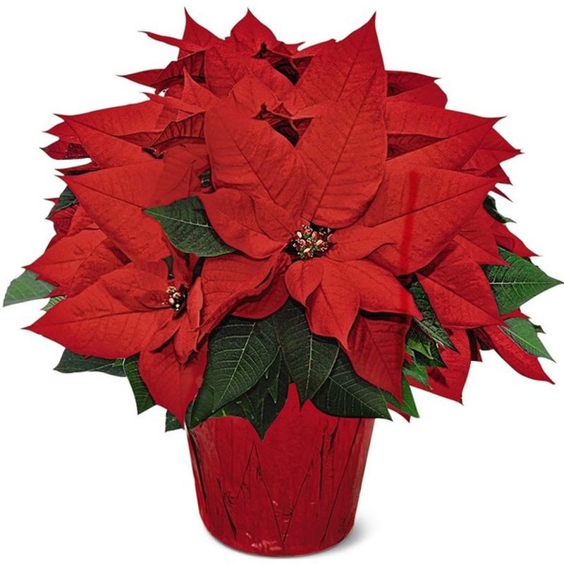 6" Assorted Colors Poinsettia
