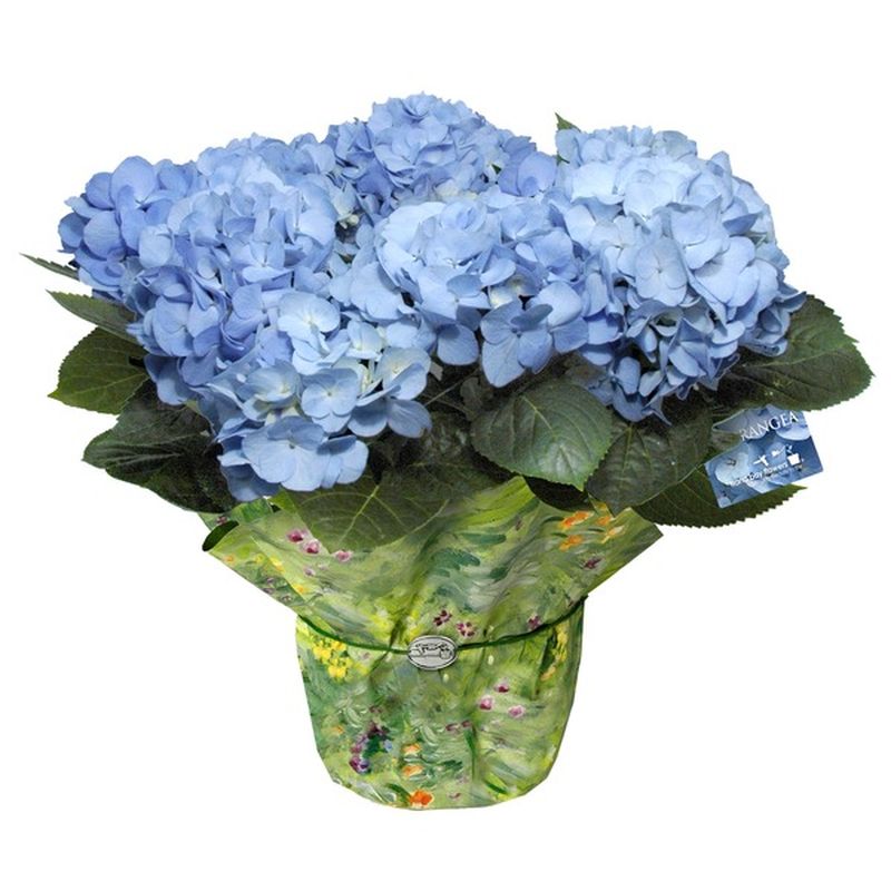 Plant Hydrangea