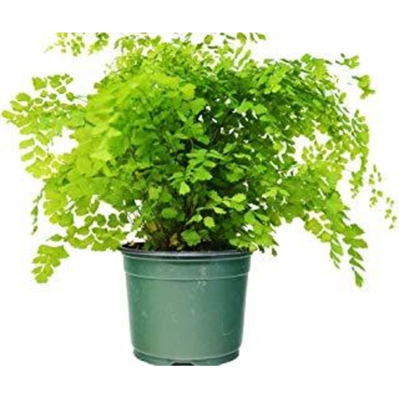 Floral Dsd 6" Maidenhair Fern Plant