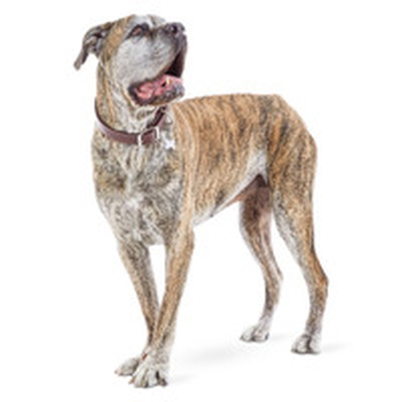 Bond & Co. Extra Extra Large/ Extra Extra Extra Large Big Dog Leather Collar